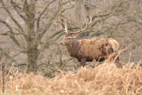 stag in the park