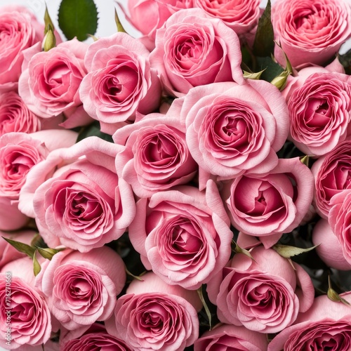 Pink roses on white background