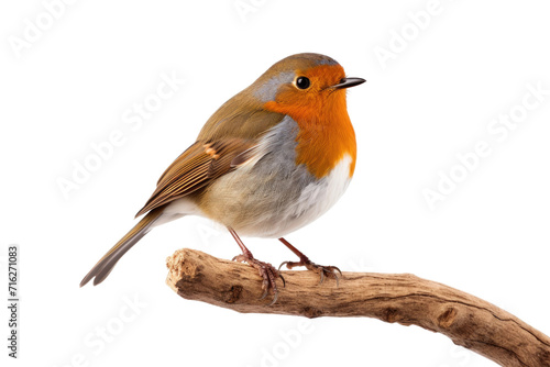 Robin Sitting Isolated On Transparent Background © Cool Free Games