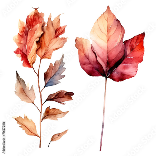 set of dry flowers, dried leaf and twig