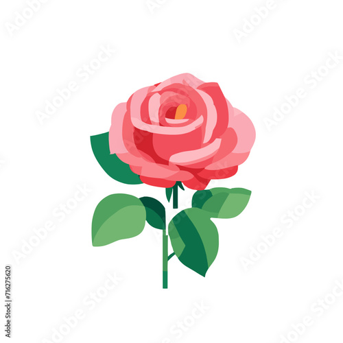 pink rose isolated on white background