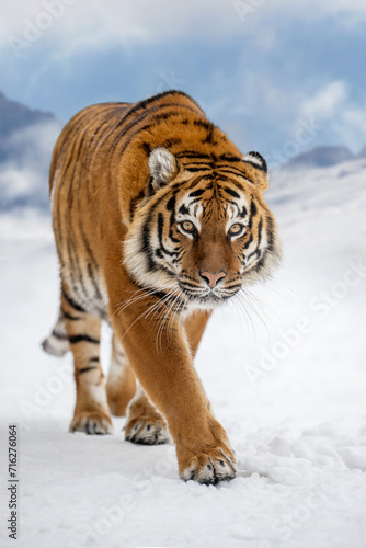 Tiger in the winter mountain.  Wild predators in natural environment