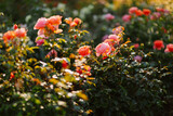 Sunlight in the Rose Gardens, Portland Oregon