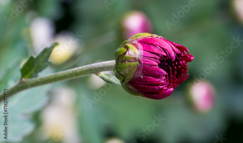 Close-up of a young unopened red flower of the Chrysanthemum plant.