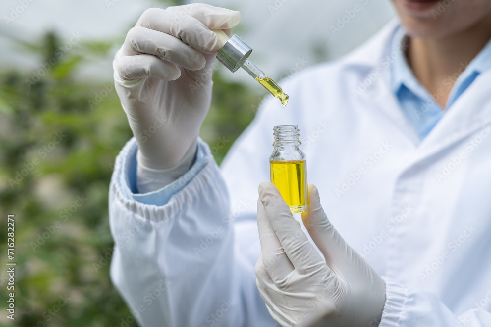 Doctor holding a bottle of hemp oil, Medical marijuana products including cannabis leaf, cbd and hash oil, alternative remedy or medication,medicine concept. Doctor holding a bottle of hemp oil, Medical marijuana products including cannabis leaf, cbd and hash oil, alternative remedy or medication,medicine concept.