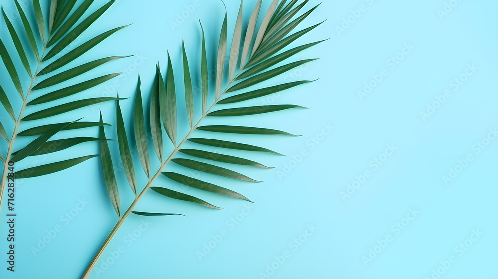 Branch of a palm tree leaves on a light blue background. Summer wallpaper. Flat lay top view with copy space. Branch of a palm tree leaves on a light blue background. Summer wallpaper. Flat lay top view with copy space.