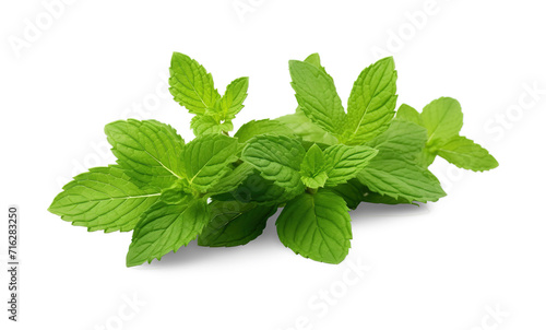 A bunch of Fresh green Marjoram leaves grown in a herb garden, an aromatic southern European plant of the mint family, the leaves of which are used as a culinary herb, isolated against a transparent 