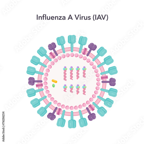 Influenza A virus IAV science vector illustration graphic