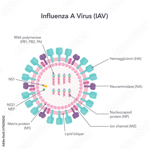 Influenza A virus IAV science vector illustration graphic photo
