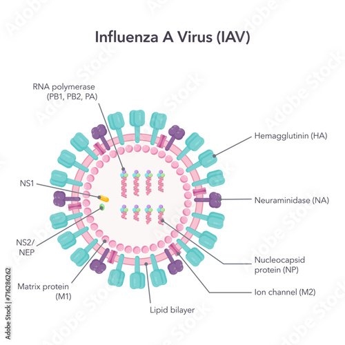 Influenza A virus IAV science vector illustration graphic