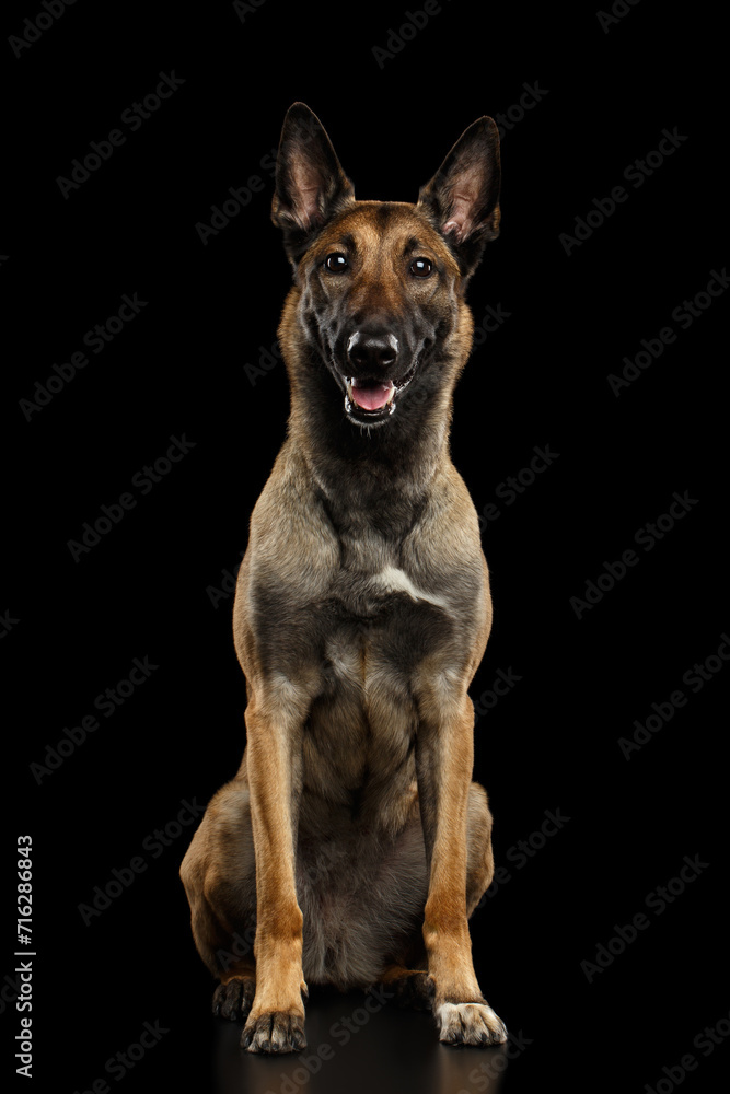 Malinois shepherd dog sitting, isolated on black background, gaze