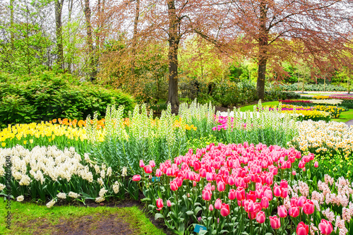 Beautiful colorful spring flowers in park, blooming tulips in Netherlands (Holland) 