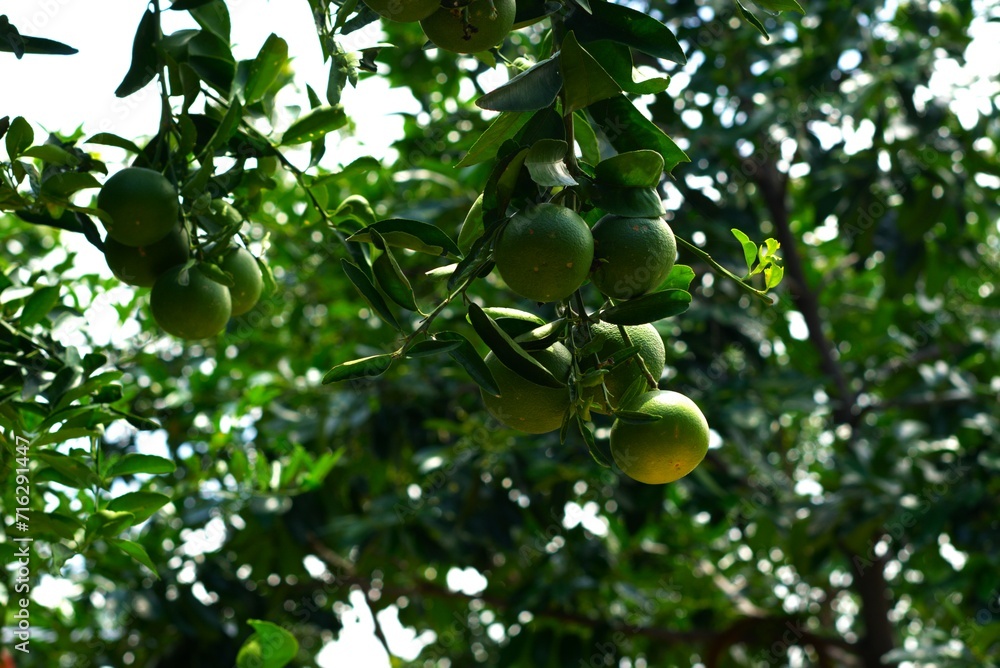 green citrus fruit hanging on the tree green citrus fruit hanging on the tree