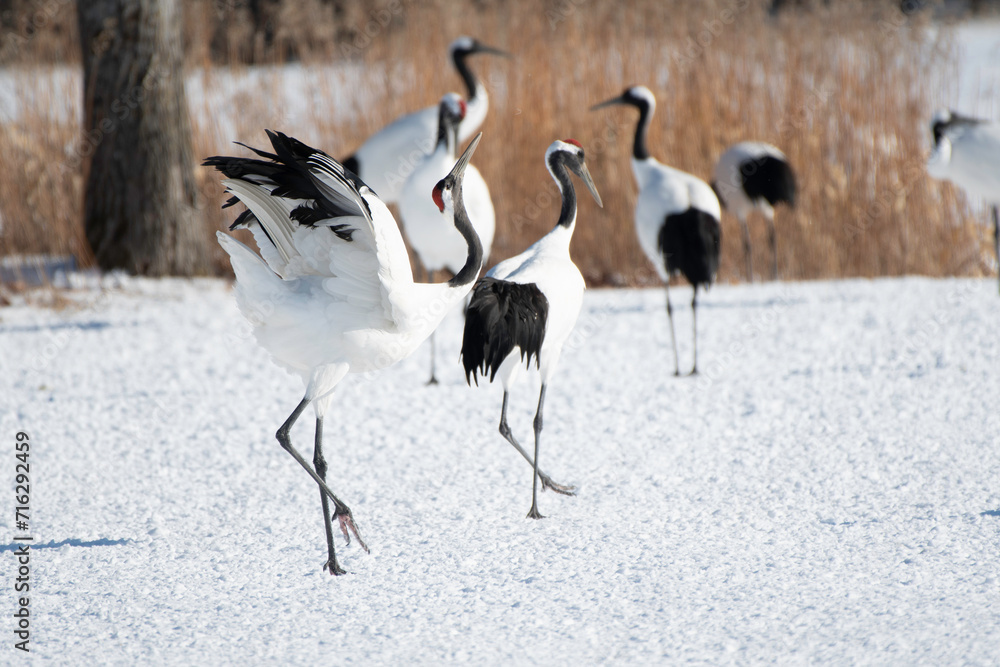 Obraz premium Red-crownd crane displaying