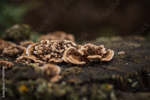 Mushrooms growing on a wooden stump. Small depth of field