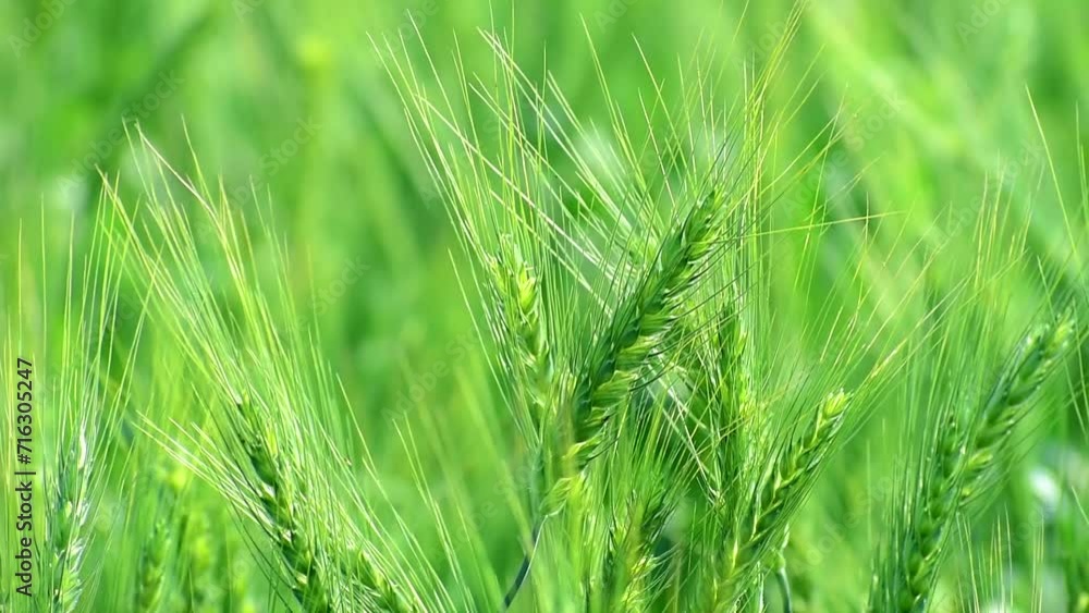 Green wheat field. Beautiful close-up view of a barley field of a nice green fresh color in a windy day. A cereal field for making bread Green wheat field. Beautiful close-up view of a barley field of a nice green fresh color in a windy day. A cereal field for making bread