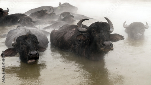 Foto Cows find comfort in the thermal water, surrounded by rising steam, Guroymak vil