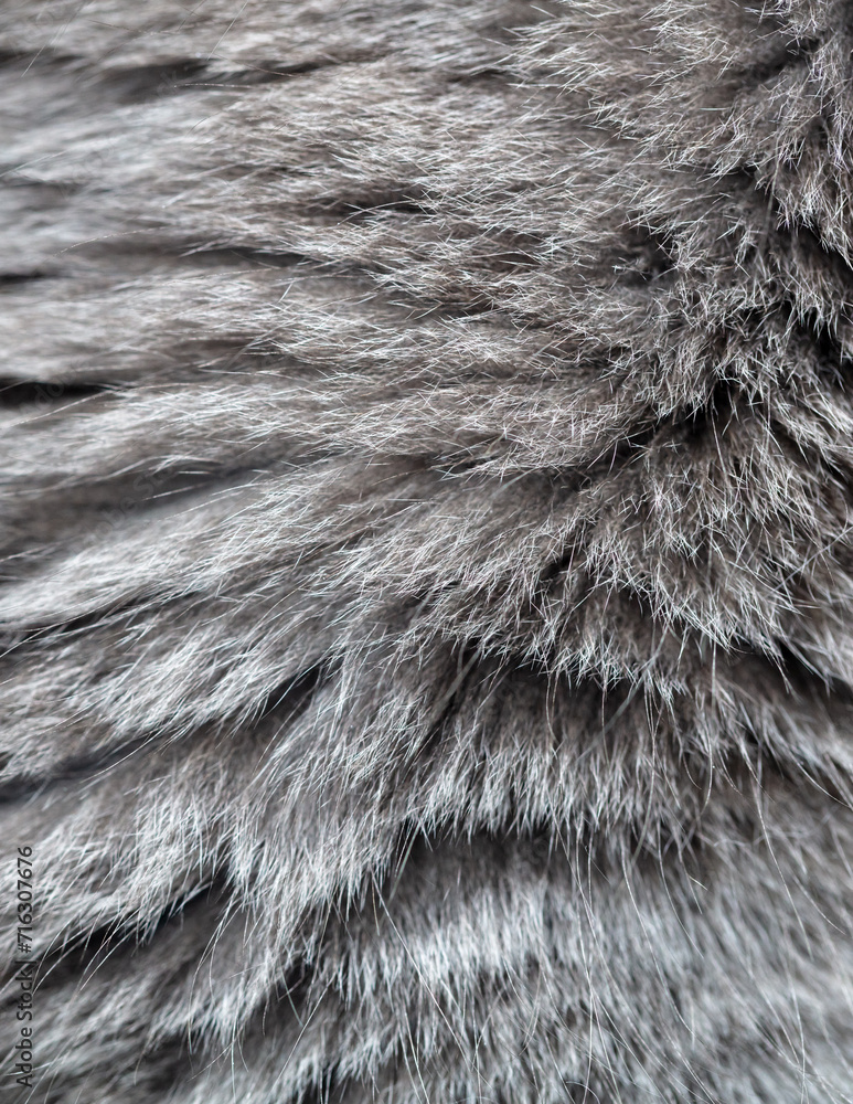 Cat fur as an abstract background. Texture Cat fur as an abstract background. Texture