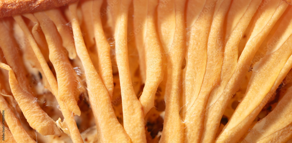 Close up of dry mushroom as background. Macro Close up of dry mushroom as background. Macro