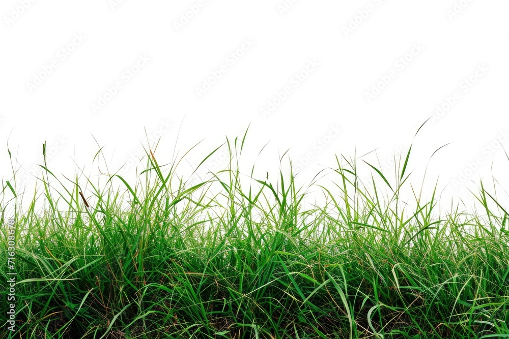 Obraz premium A picture of a field of green grass with a white sky in the background. This image can be used to depict nature, landscapes, or outdoor scenes