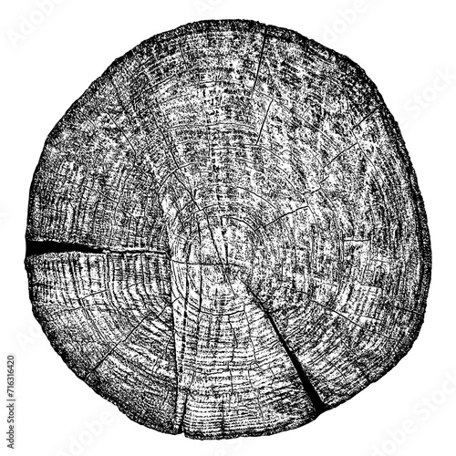 Wood texture cross section of tree rings. Cut slice of wooden stump isolated on white. Textured surface with rings and cracks. Black background made of hardwood from the forest. Vector illustration.	
