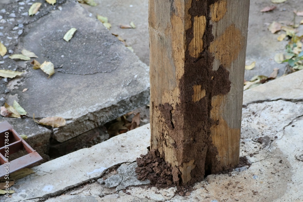 Termites on wooden poles