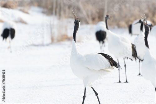 Pair of Red-crowned Cranes whooping