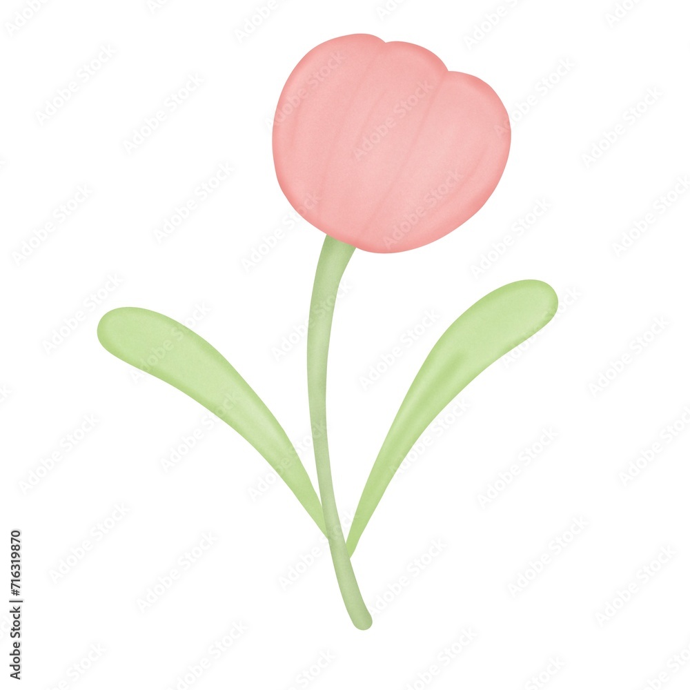 pink tulip flower pink tulip flower