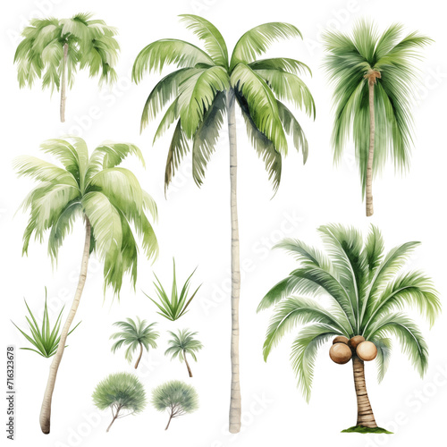 Clipart Bundle Watercolor Coconut tree  on Transparent Background 