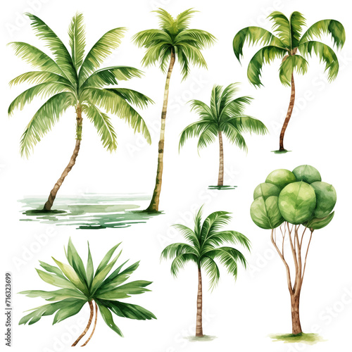 Clipart Bundle Watercolor Coconut tree, on Transparent Background 