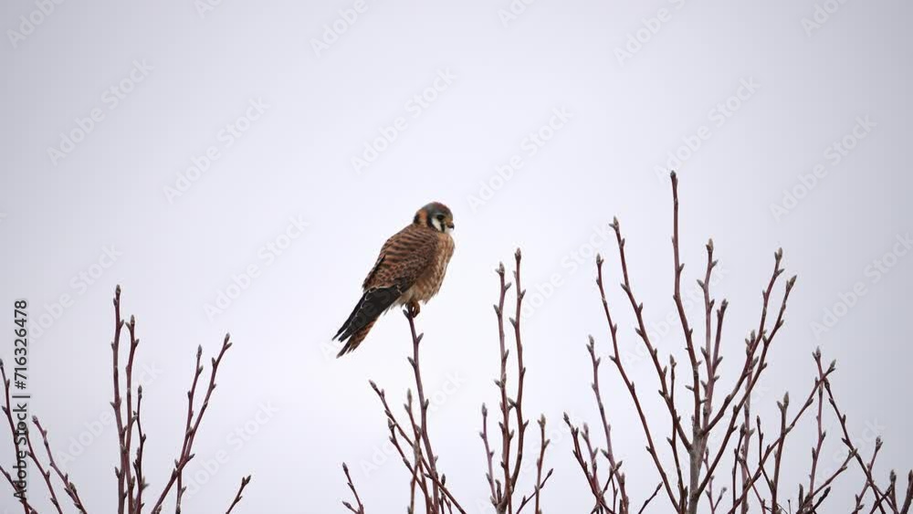 American Kestrel in a treetop looking around on a rainy day. American Kestrel in a treetop looking around on a rainy day.