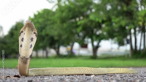 Venomous snake dangerous. Equatorial spitting cobra yellow or gold color (Naja sumatrana) is snake endemic to southern Thailand. with head raised and hood expanded on the gravel in park. photo
