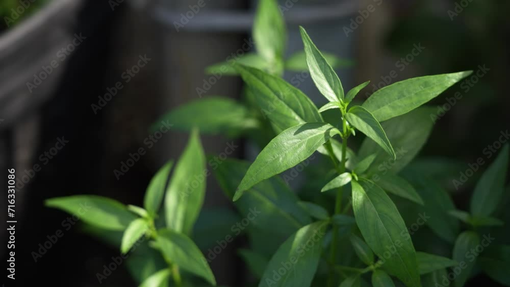 Andrographis paniculata Burm king of bitters herbs. the cold medicine group. Has traditional Thai medical properties relieve sore throat, reduce fever help protect and treat corona virus or covid19. Andrographis paniculata Burm king of bitters herbs. the cold medicine group. Has traditional Thai medical properties relieve sore throat, reduce fever help protect and treat corona virus or covid19.