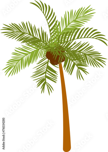 Coconut Tree Illustration 