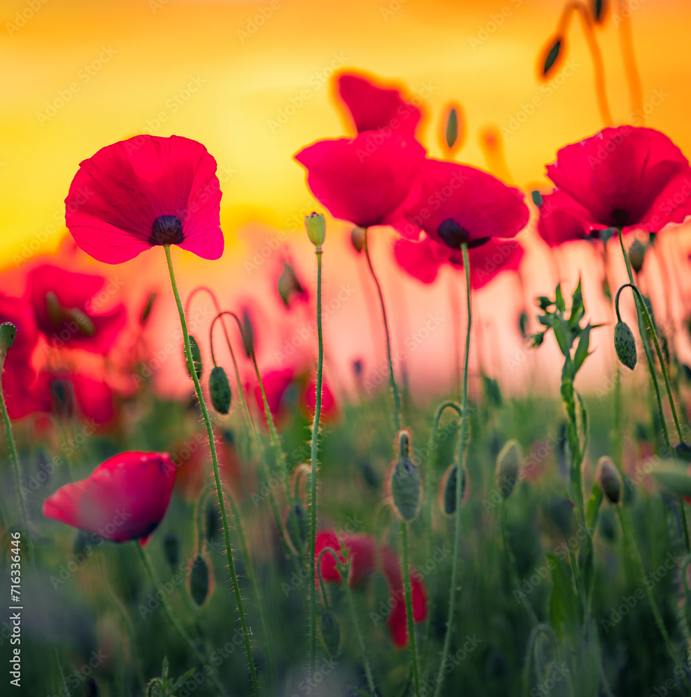 Fototapeta premium Wild poppy flowers at sunset. Colorful morning scene of blooming red poppys on green meadow. Background texture of summer dawn. Selective focus, macro photo.