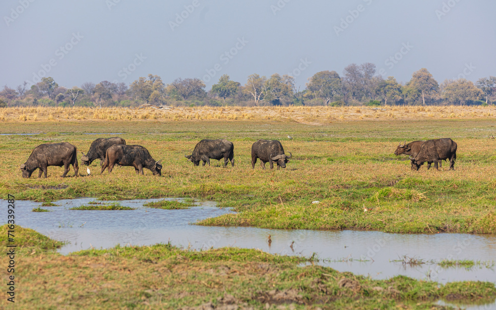 Group of grazing Cape buffalo (Syncerus caffer) on the dry floodplain of the Okavango river 