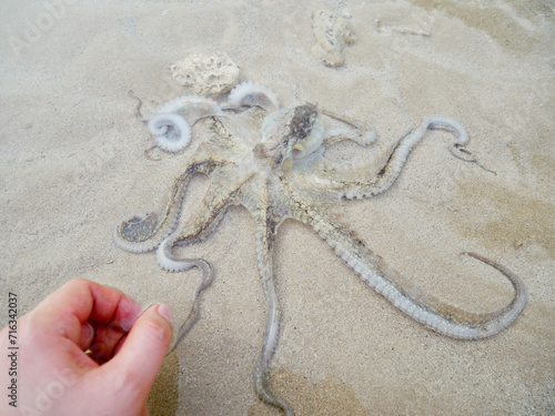 Octopuses on the beach