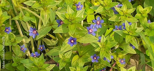 Blue Lysimachia Foemina Flowers on Green Leaves Background photo