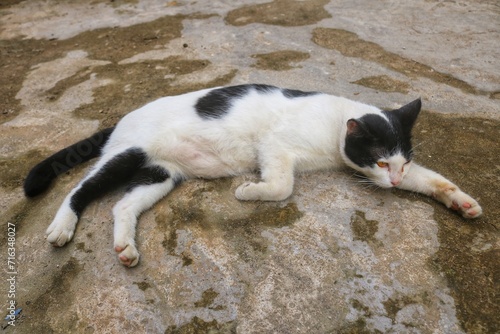 Indonesia's Sumatran wild cat is now widely kept and cared for by the community. Sumatran wild cats are very easy to tame and care for and are easy to feed