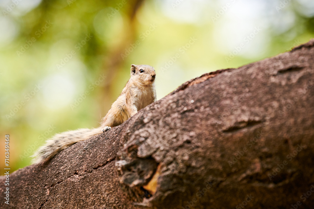 Cute little chipmunk sitting on tree branch in green park and looking around, fluffy park dweller Cute little chipmunk sitting on tree branch in green park and looking around, fluffy park dweller