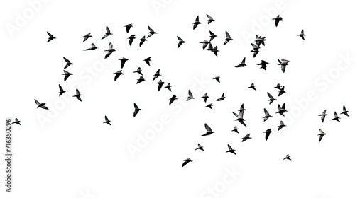 A flock of flying birds on white background © Planetz