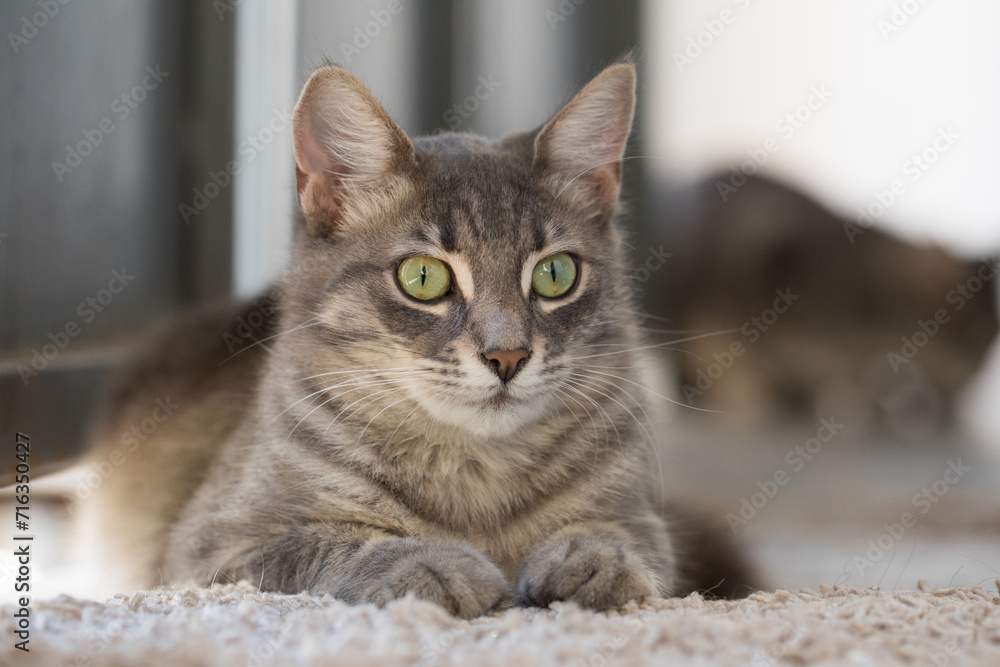 Domestic cat pet indoor portrait
