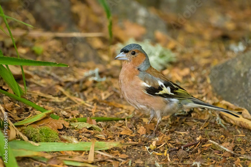 A male Common Chaffinch standing on the ground
