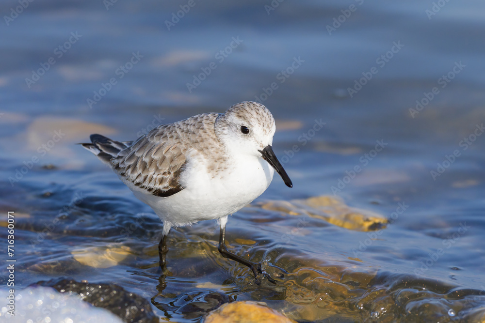 A Sanderling running along the shore of the sea
