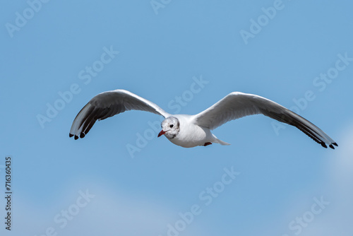 A black headed gull flying on sunny day in summer