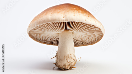 A captivating image featuring fresh mushrooms against a clean white backdrop, highlighting their earthy textures and culinary versatility. A minimalist and elegant visual, perfect for culinary or arti photo