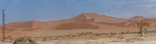 dry tree and myriad of red dunes slopes, Naukluft desert near Sossusvlei, Namibia