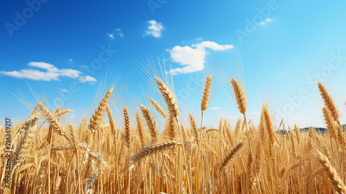 golden_wheat_field_with_a_clear_blue_sky_no_text_eye-cat