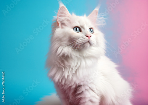Cute cat on color background