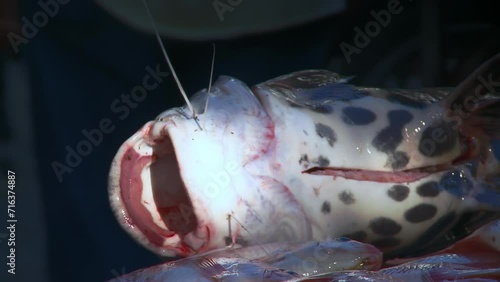 Tiger Shovelnose Catfish Pseudoplatystoma Fasciatum in the Ecuadorian local market in the town of Puerto Francisco de Orellana, also known as El Coca